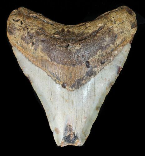 Bargain, Megalodon Tooth - North Carolina #47211